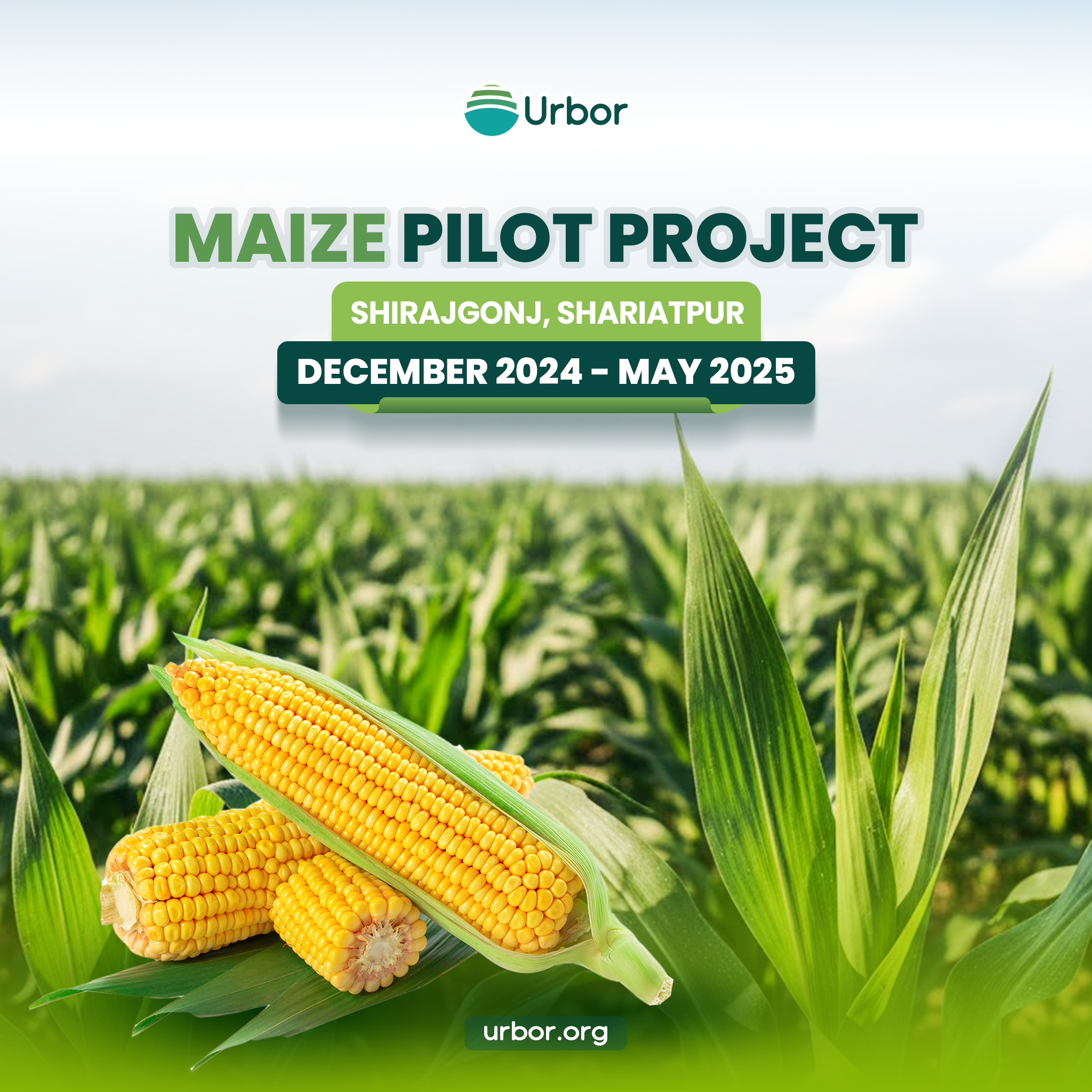 Maize Pilot Project