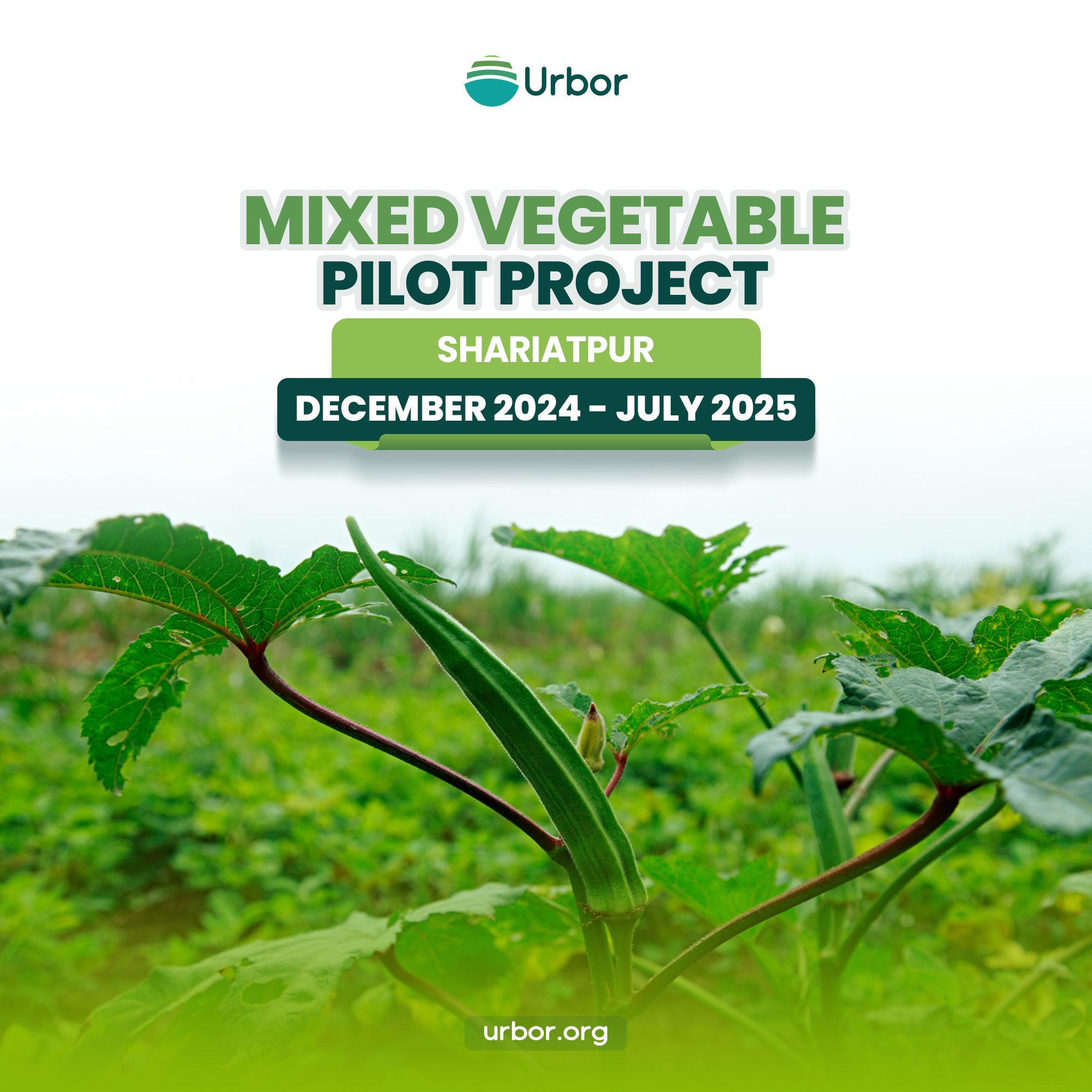Mixed Vegetable Project