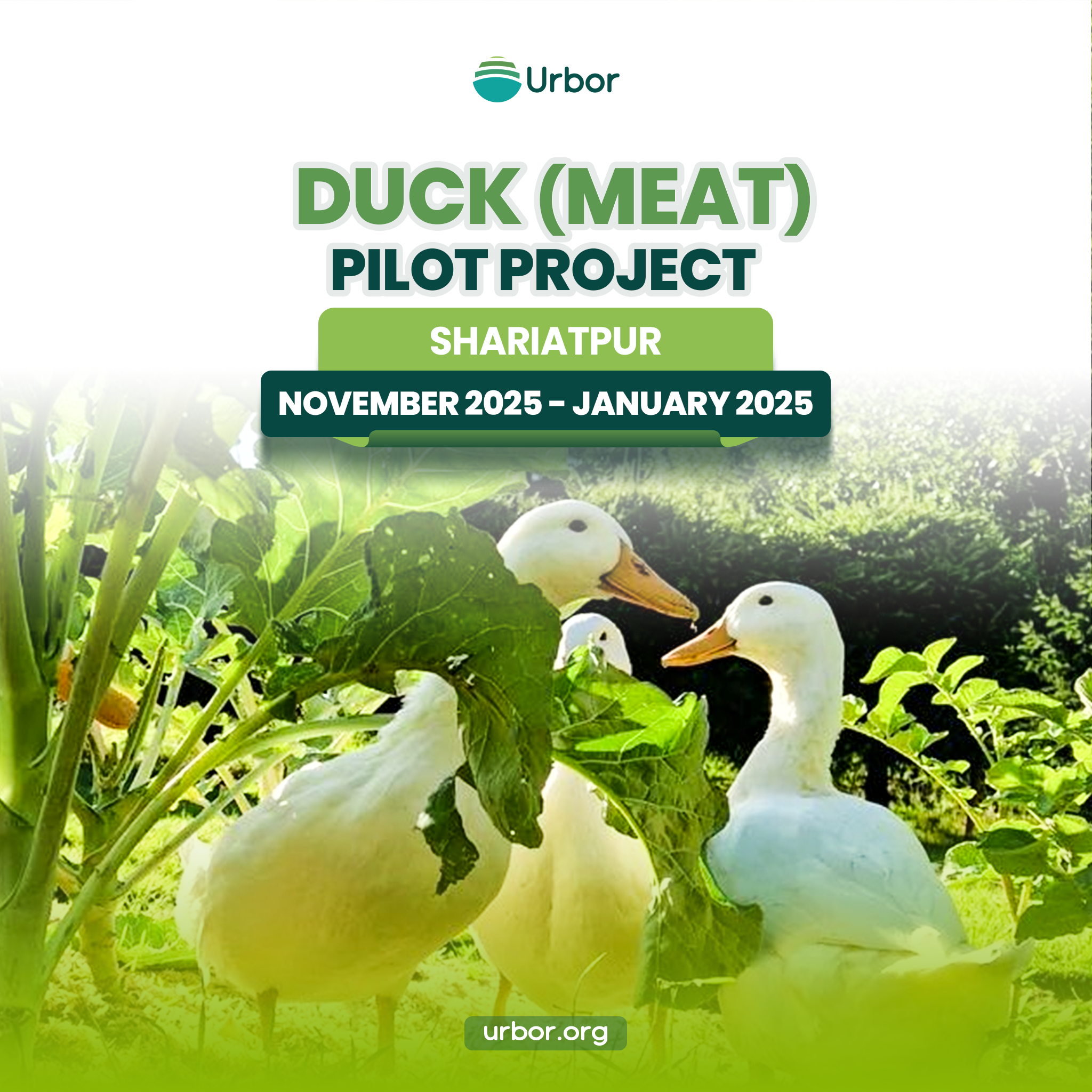 Duck Farming Project